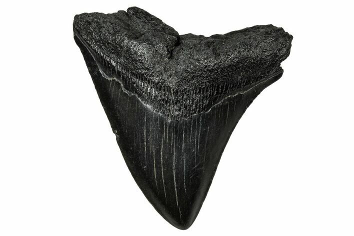 Juvenile Megalodon Tooth - South Carolina #356865